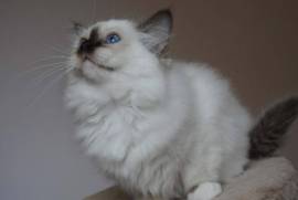 Chaton Sacré de Birmanie LOOF