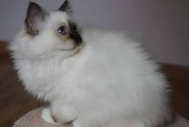 Chaton Sacré de Birmanie LOOF