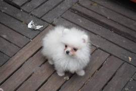 Adorable chiots spitz nain a donner