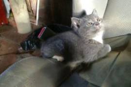 Chaton à donner, très affectueux à donner