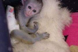 Superbe bébé singe capucin a donner