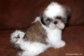 Chiot femelle Shih Tzu pure race LOF, Votre ville