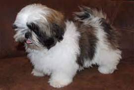 Chiot femelle Shih Tzu pure race LOF, Votre ville
