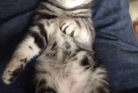 2 Chatons Tigrée Mâle et Femelle, Beloeil