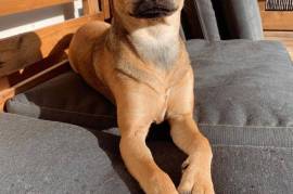 Mignonne chiot berger créole, Montréal