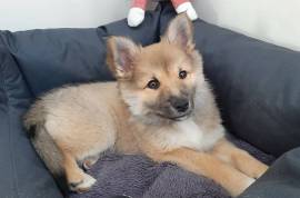 Mignonne chiot berger Viking d'Islande, Montréal