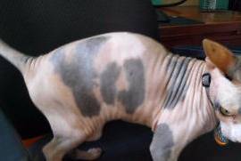 Magnifique Sphynx femelle d'un an à donner, Votre ville