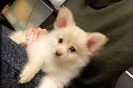 Chiot chihuahua x caniche à donner