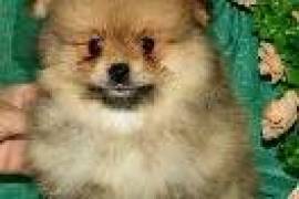Spitz NAIN pomeranian à donner