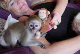 Superbe bébé singe capucin a donner, Cotonou