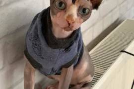 Sphynx femelle d'un an à donner, Montréal