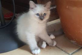 chatons sacre de birmanie lof, Toronto