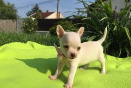Mini Chihuahua, Mississauga