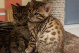 A Donner chaton bengal male et femelle, Montreal