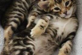 A Donner chaton bengal male et femelle, Montreal