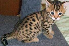 A Donner chaton bengal male et femelle, Montreal