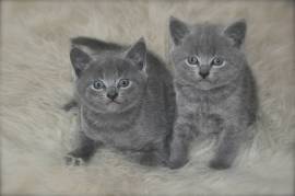 A donner chaton chartreux male et femelle, Montreal