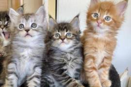 A Donner chaton maine coon male et femelle , Laval