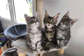 A Donner chaton maine coon male et femelle , Boisbriand