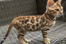 A Donner chaton bengal male et femelle, Montreal