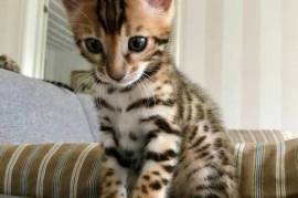 A Donner chaton bengal male et femelle, Montreal