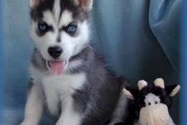 Chiot husky sibérien male et femelle a donner, Montreal