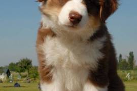 Chiot berger australien male et femelle a donner, Montreal