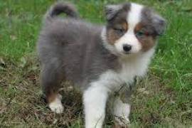 Chiot berger australien male et femelle a donner, Montreal