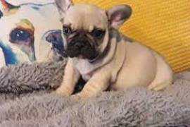 A donner bouledogue français male et femelle, Montreal