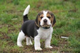 Chiot berger beagle male et femelle a donner, Montreal