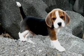 Chiot berger beagle male et femelle a donner, Montreal
