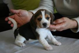 Chiot berger beagle male et femelle a donner, Montreal