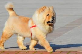 A donner chow chow male et femelle, Montreal