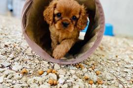Cavalier King Charles Femelle, sainte-thérèse