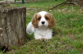 Chiot Cavalier King Charles, sorel tracy 