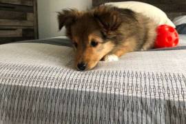 Chiot Berger de shetland femelle, Terrebonne