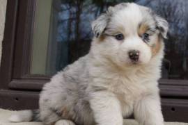 Chiots Bergers Australien, TROIS RIVIERES