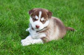 Magnifique chiot husky sibérien male et femelle, Winnipeg