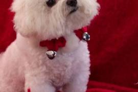 Très jolie chiot bichon maltais male et femelle, Winnipeg