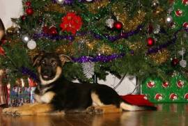 Adorable chiot berger allemand male et femelle, Winnipeg
