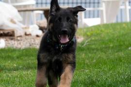 Adorable chiot berger allemand male et femelle, Winnipeg