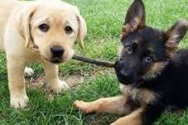 Adorable chiot berger allemand male et femelle, Winnipeg