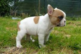 Adorable chiot bouledogue français male et femelle, Winnipeg