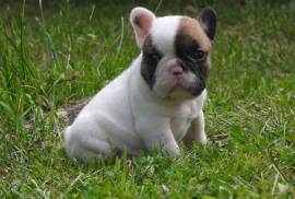 Adorable chiot bouledogue français male et femelle, Winnipeg