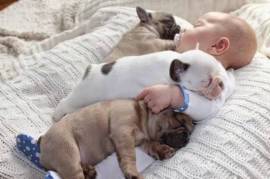 Adorable chiot bouledogue français male et femelle, Winnipeg