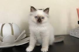 Chatons sacré de birmanie male et femelle, Winnipeg