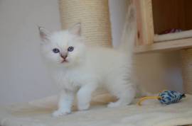 Chatons sacré de birmanie male et femelle, Winnipeg