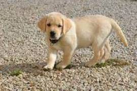 Chiot labrador male et femelle disponible, University Endowment Lands