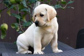 Chiot labrador male et femelle disponible, University Endowment Lands