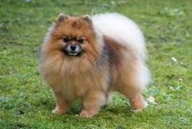 Chiot spitz poméranien male et femelle disponible, Winnipeg